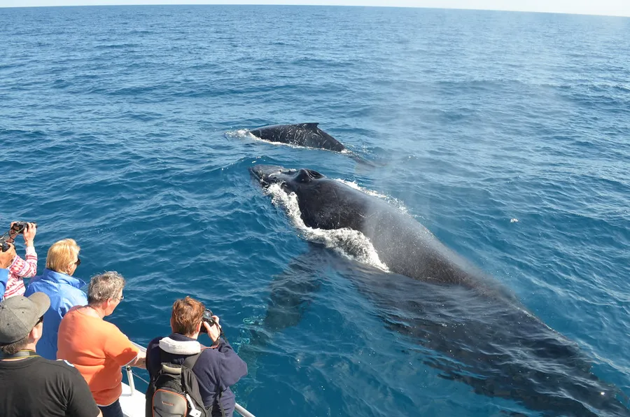 Whale Watching Tours
