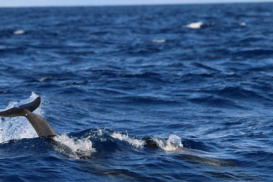 Whale Watching Tours