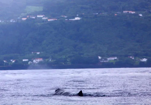 Whale Watching Tours