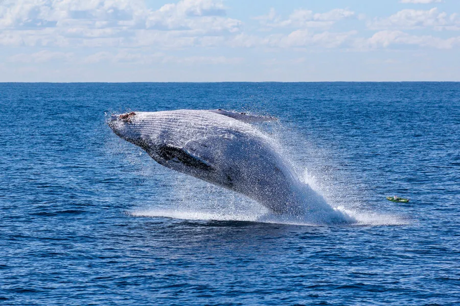 Whale Watching Tours