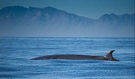 Whale Watching Tours