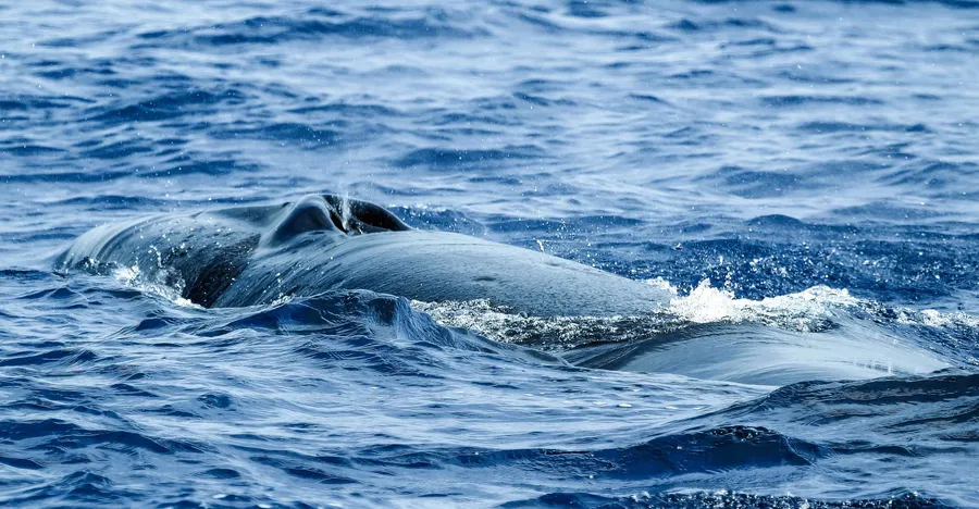Whale Watching Tours