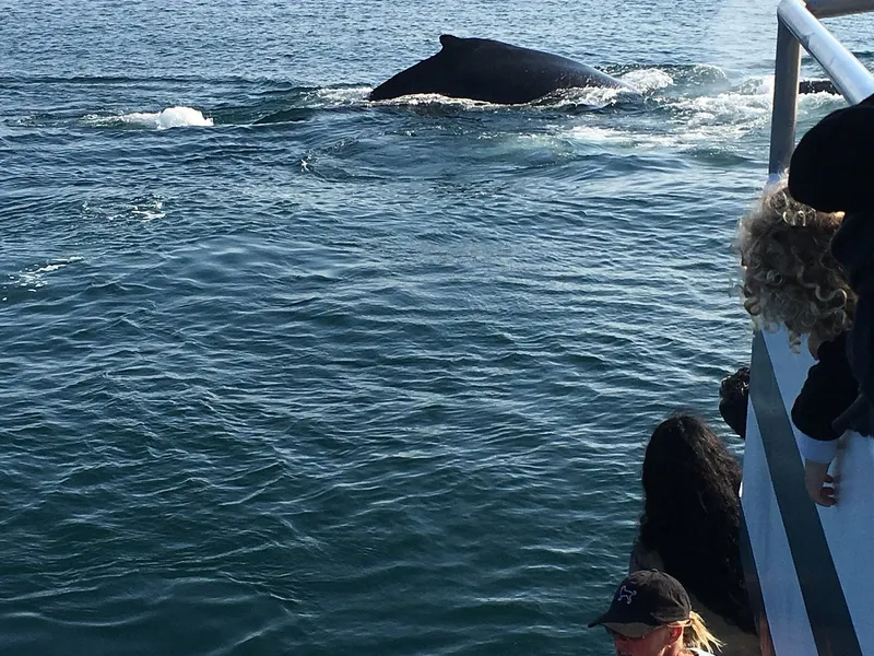 Whale Watching Tours