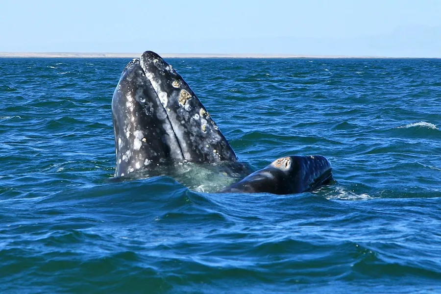 Whale Watching Tours (Seasonal)
