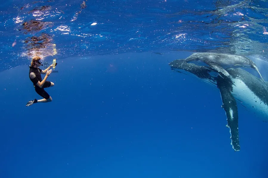 Whale Watching Tours (Seasonal)