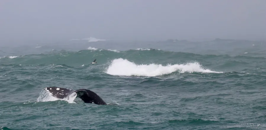 Whale Watching at Depoe Bay