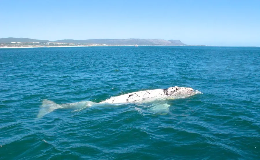 Whale Watching at Hermanus