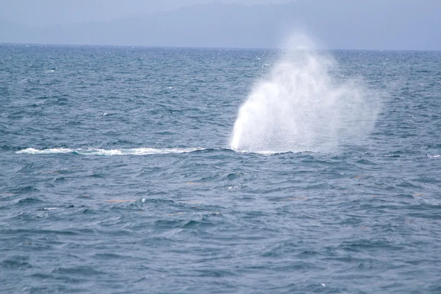 Whale Watching in Samaná Bay