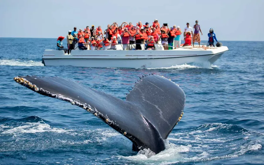 Whale Watching in Samana Bay