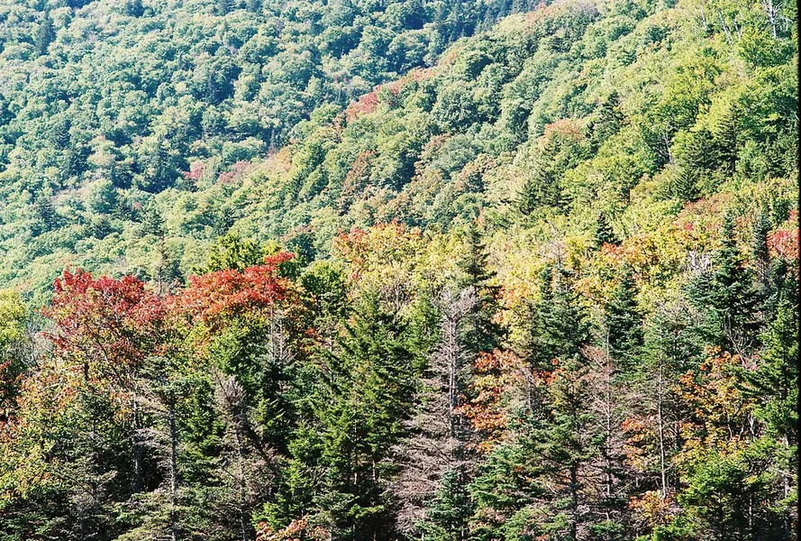 White Mountain National Forest