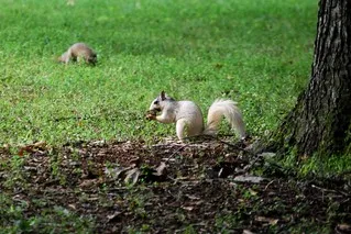 White Squirrel Institute