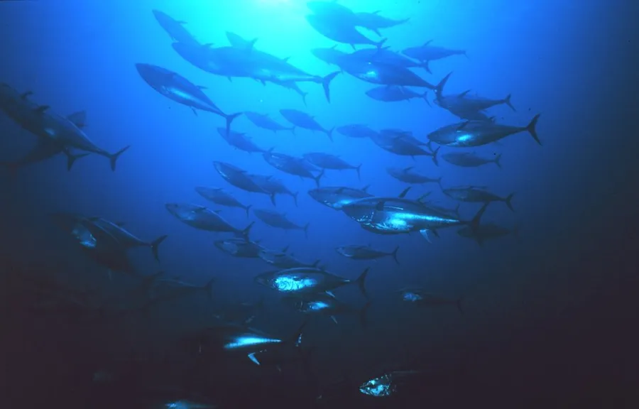 Wicked Tuna
