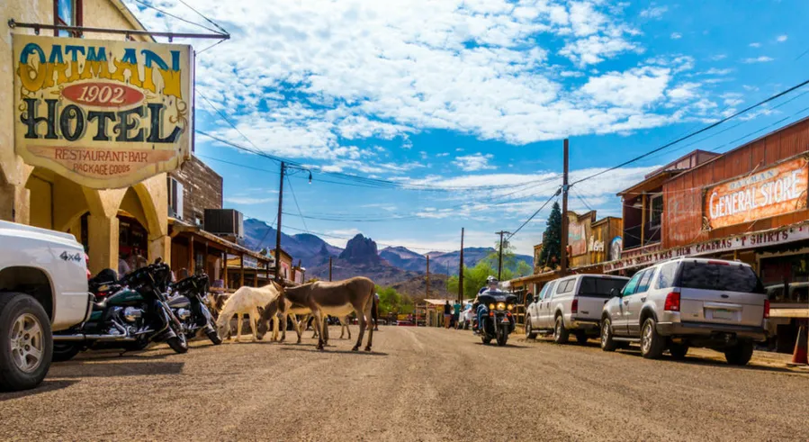 Wild Burros of Oatman