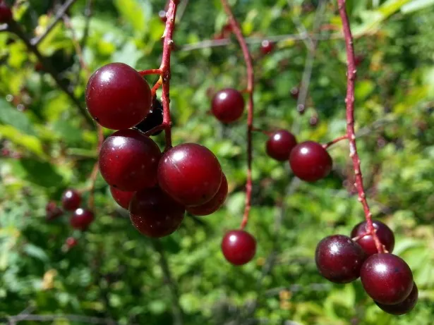 Wild Cherries Coffee House