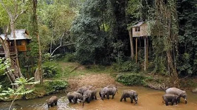 Wild Elephant Valley