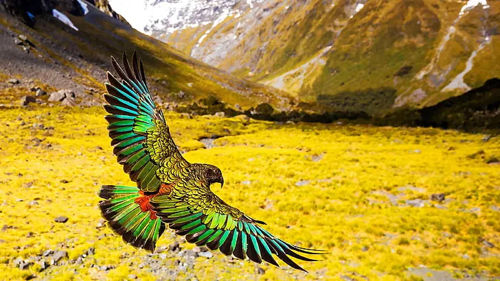 Wilderness Wings