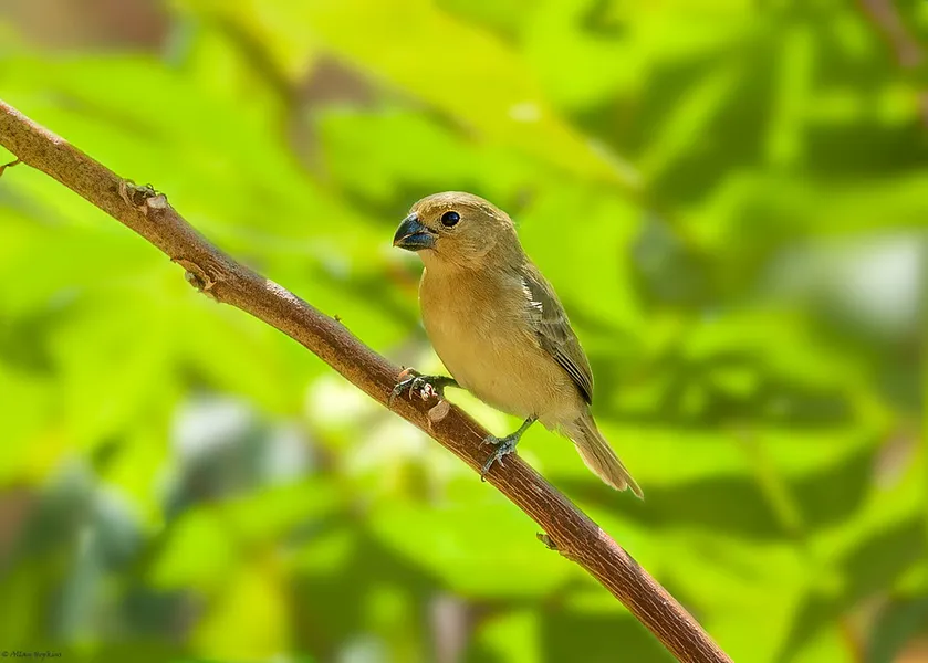 Wildlife Spotting at Iwokrama Forest