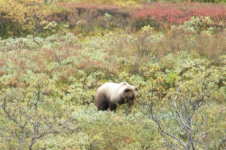 Wildlife Viewing