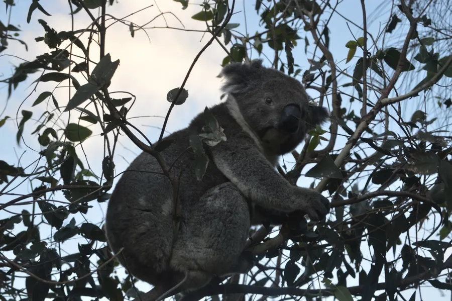 Wildlife Wonders