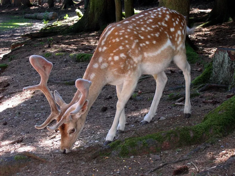 Wildpark Landsberg