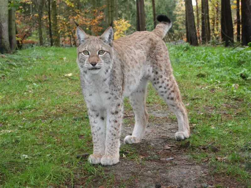 Wildpark-MV