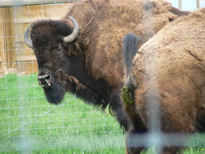 Wildwood Park and Zoo