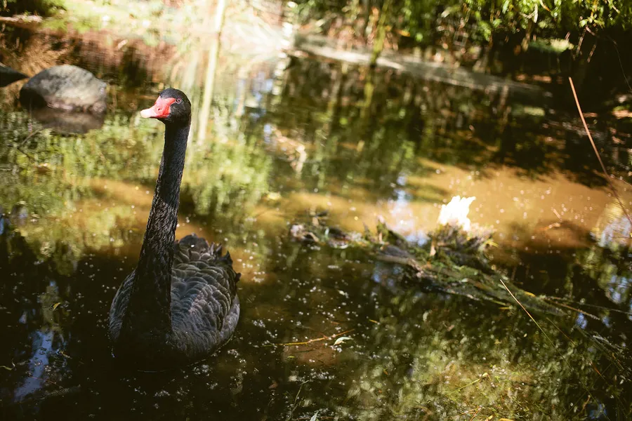 Willowbank Wildlife Reserve