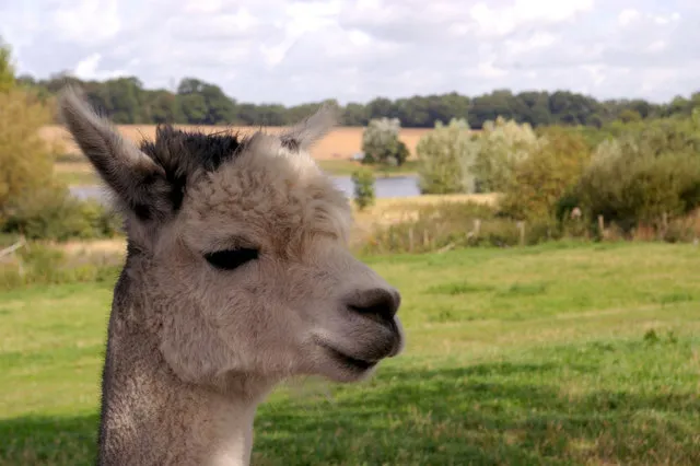 Willows Activity Farm