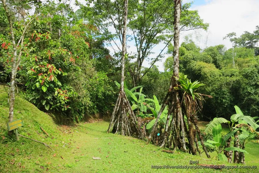 Wilson Botanical Gardens