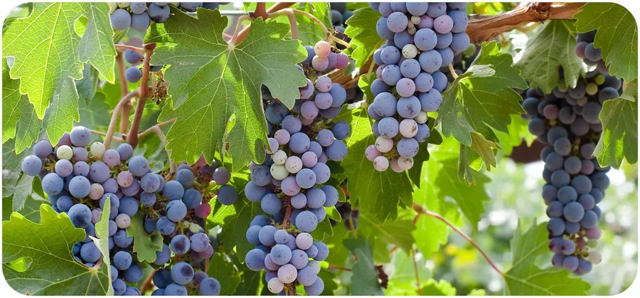 Wilson Creek Winery