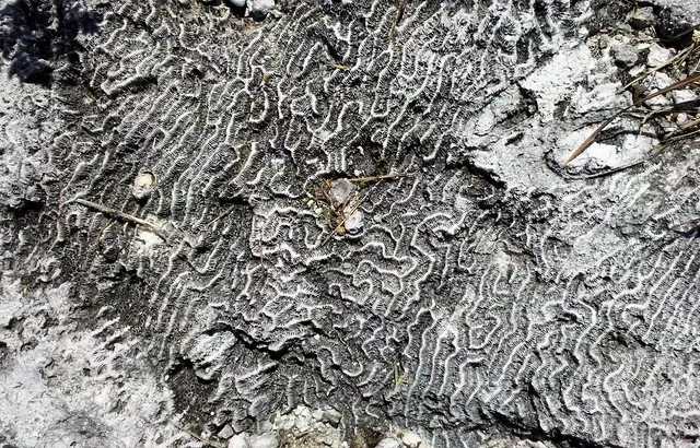 Windley Key Fossil Reef Geological State Park