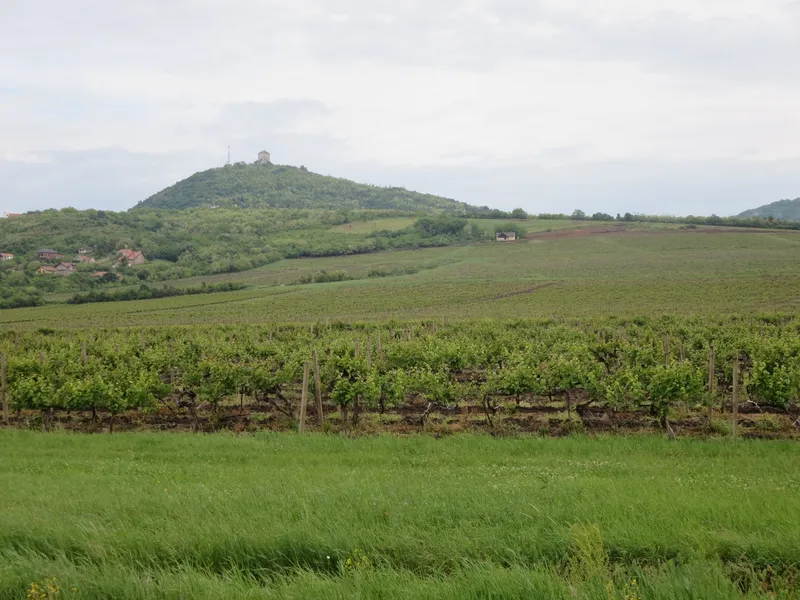 Wine Route