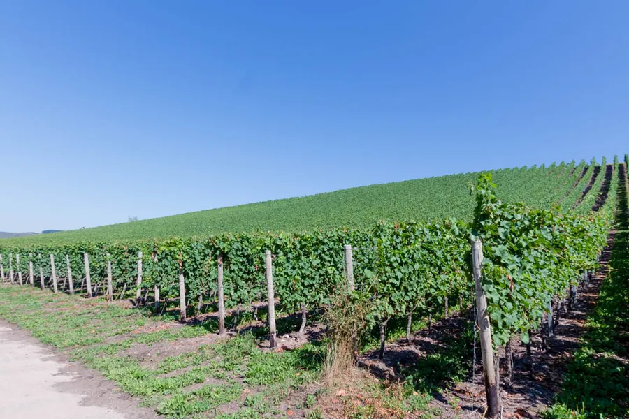 Wine Tasting at a Local Vineyard