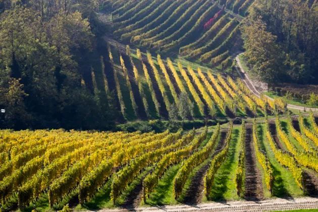 Wine Tasting in Langhe Region