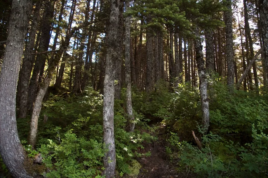 Winner Creek Trail