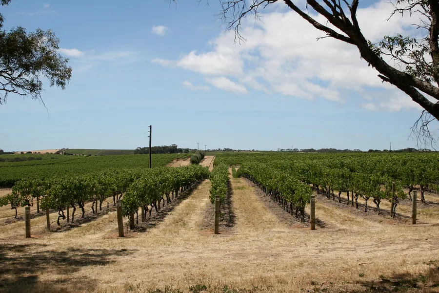 Wirra Wirra Vineyards