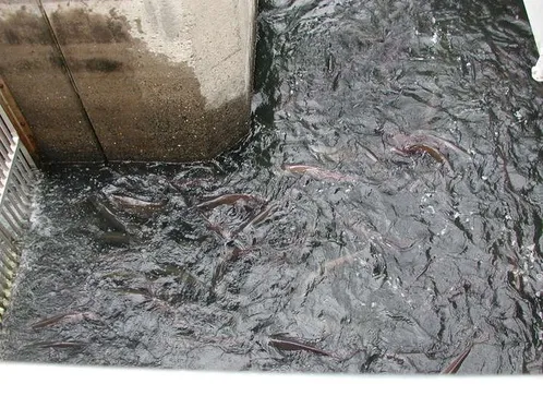 Wizard Falls Fish Hatchery