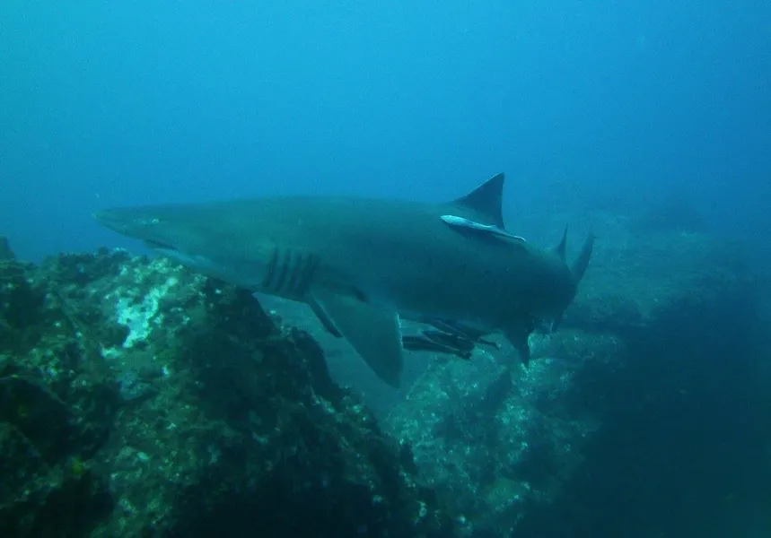 Wolf Rock Dive Site