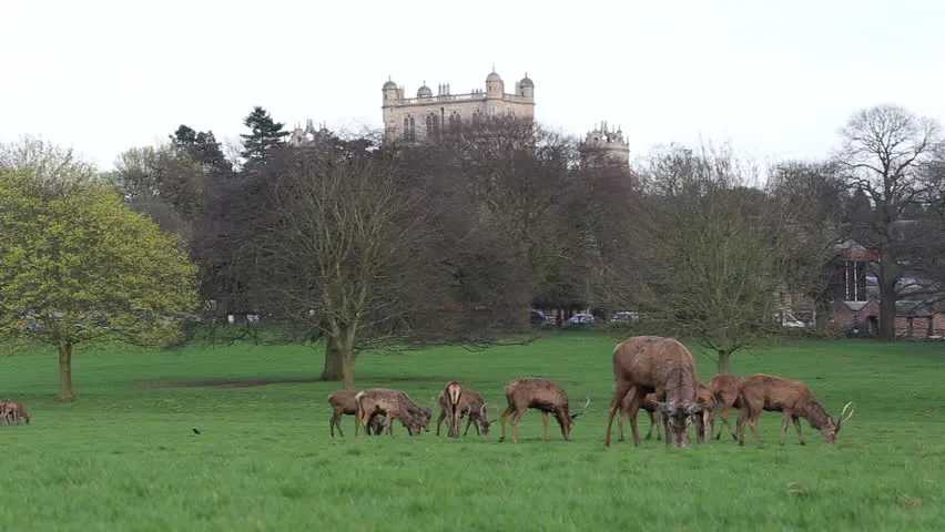 Wollaton Hall and Deer Park