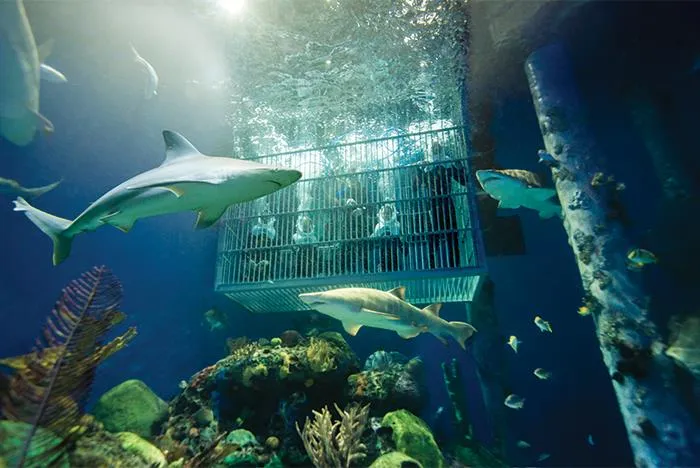 Wonders of Wildlife National Museum & Aquarium