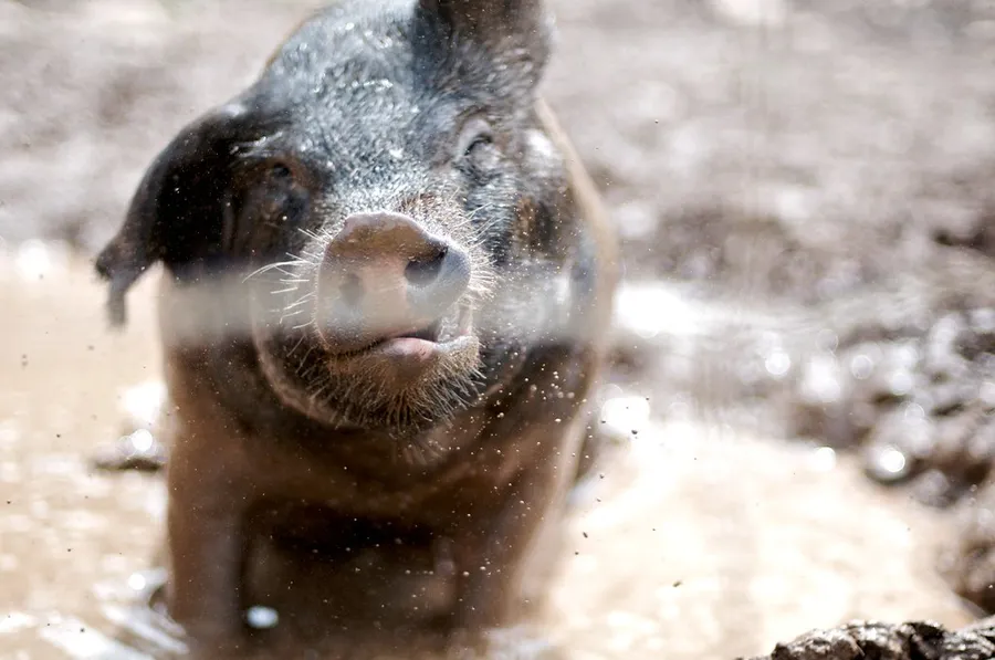 Woodstock Farm Sanctuary