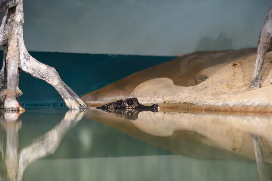 World Freshwater Aquarium Aquatotto Gifu