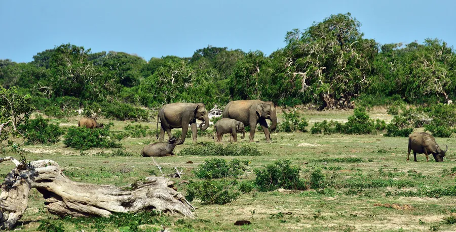 Yala National Park