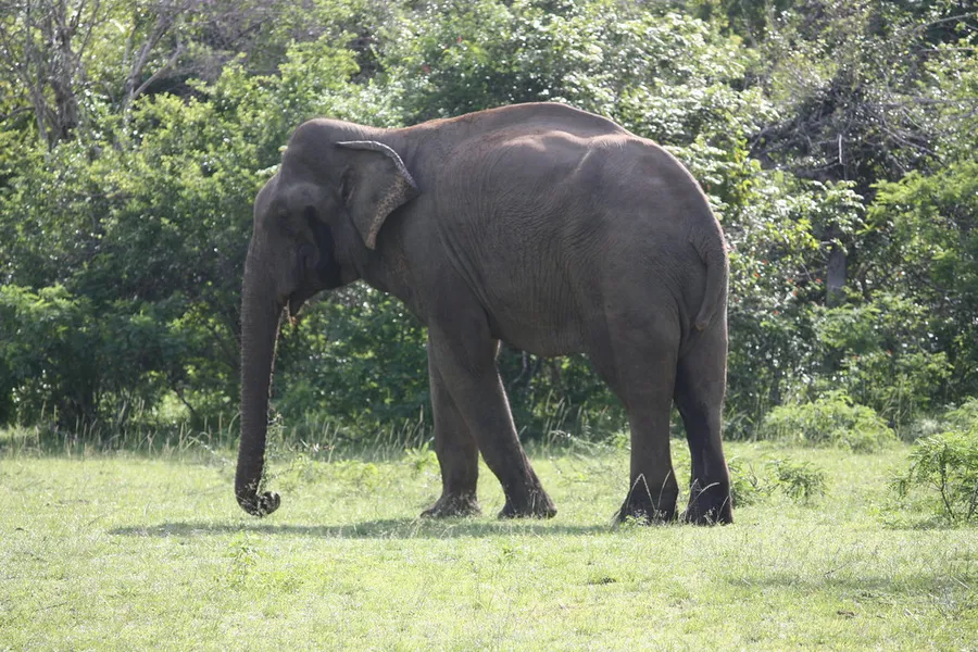 Yala National Park Safari