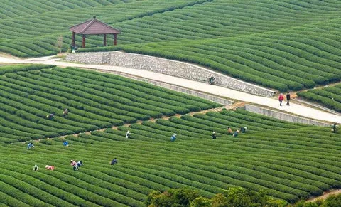 Yixing Tea Plantation