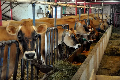 Young's Jersey Dairy