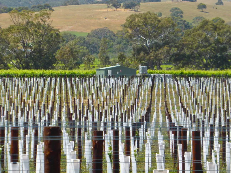 Yuli Winery