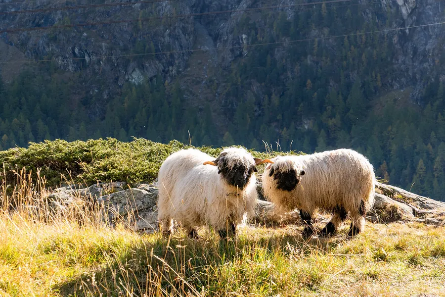 Zermatt Blacknose Sheep