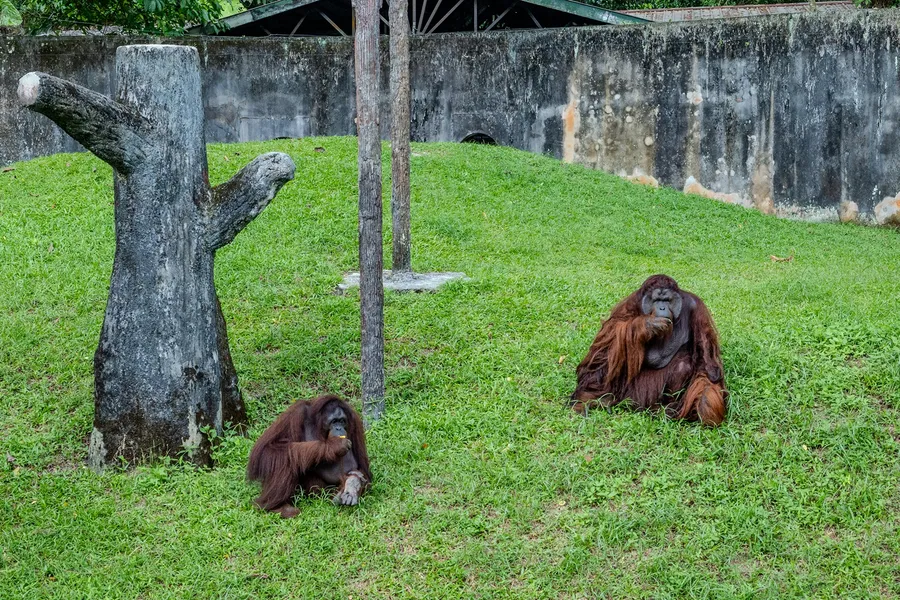 Zoo Taiping & Night Safari