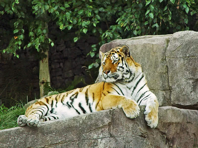 Zoo Zurich